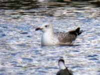 Goéland pontique Larus cachinnans