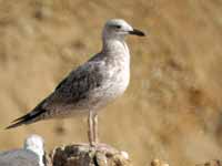 Goéland pontique Larus cachinnans