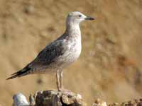 Goéland pontique Larus cachinnans