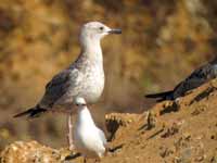 Goéland pontique Larus cachinnans