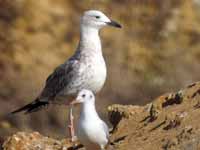 Goéland pontique Larus cachinnans