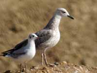 Goéland pontique Larus cachinnans