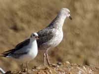 Goéland pontique Larus cachinnans