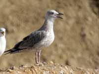 Goéland pontique Larus cachinnans