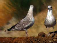 Goéland pontique Larus cachinnans