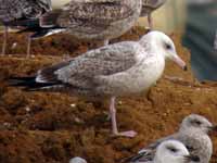 Goéland pontique Larus cachinnans