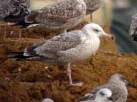 Goéland pontique Larus cachinnans