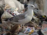 Goéland pontique Larus cachinnans