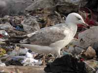 Goéland pontique Larus cachinnans