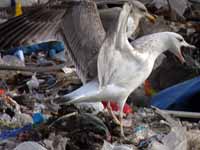 Goéland pontique Larus cachinnans