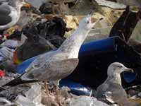 Goéland pontique Larus cachinnans