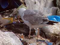 Goéland pontique Larus cachinnans