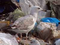 Goéland pontique Larus cachinnans