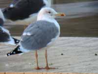 Goéland pontique Larus cachinnans