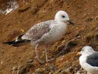 Goéland pontique Larus cachinnans