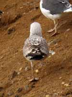 Goéland pontique Larus cachinnans