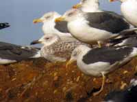 Goéland pontique Larus cachinnans