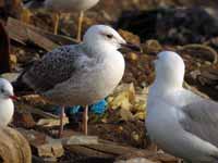 Goéland pontique Larus cachinnans