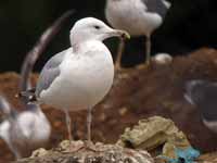 Goéland pontique Larus cachinnans