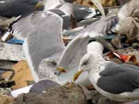 Goéland pontique Larus cachinnans