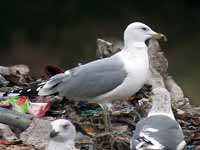 Goéland pontique Larus cachinnans