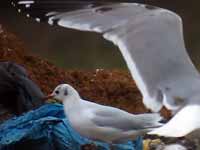 Goéland pontique Larus cachinnans