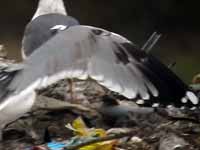 Goéland pontique Larus cachinnans