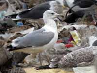 Goéland pontique Larus cachinnans