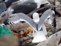 Goéland pontique Larus cachinnans