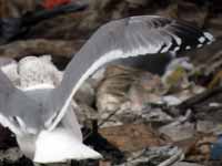 Goéland pontique Larus cachinnans