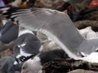 Goéland pontique Larus cachinnans