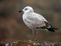 Goéland pontique Larus cachinnans