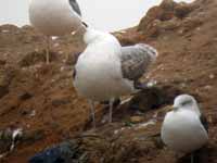 Goéland pontique Larus cachinnans