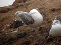 Goéland pontique Larus cachinnans