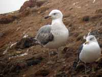 Goéland pontique Larus cachinnans