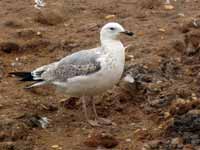 Goéland pontique Larus cachinnans