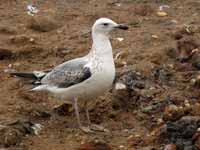 Goéland pontique Larus cachinnans