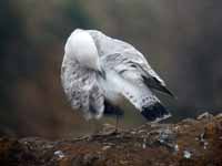 Goéland pontique Larus cachinnans