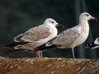 Goéland pontique Larus cachinnans