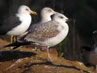 Goéland pontique Larus cachinnans