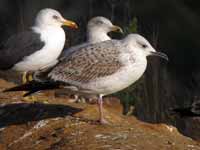 Goéland pontique Larus cachinnans