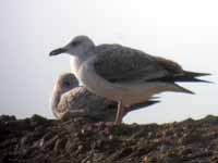 Goéland pontique Larus cachinnans