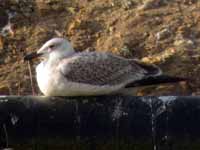 Goéland pontique Larus cachinnans