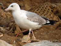 Goéland pontique Larus cachinnans