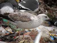 Goéland pontique Larus cachinnans