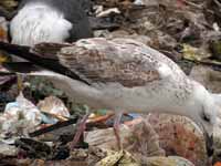 Goéland pontique Larus cachinnans