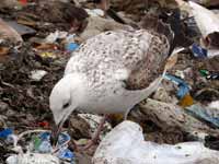 Goéland pontique Larus cachinnans