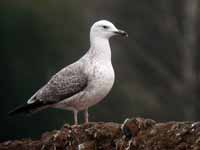 Goéland pontique Larus cachinnans