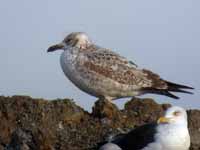 Goéland pontique Larus cachinnans