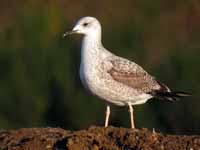 Goéland pontique Larus cachinnans